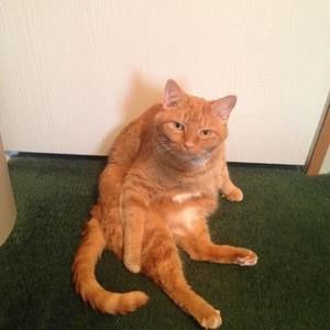 Meet your Posher, Carol